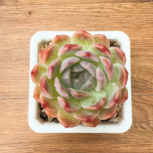 Echeveria Diamond Elegans