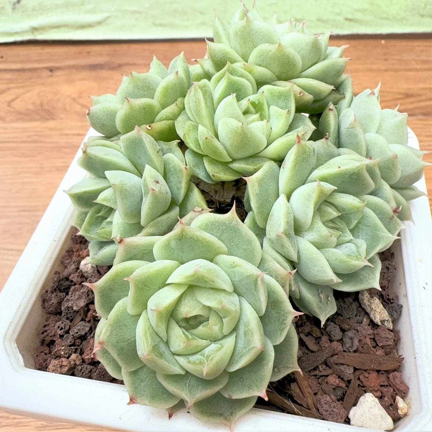 Echeveria Corolla Diamond Cluster