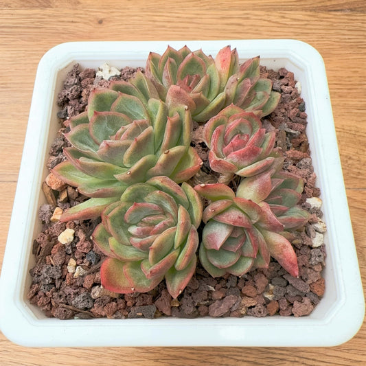 Echeveria Diamond Rose Cluster