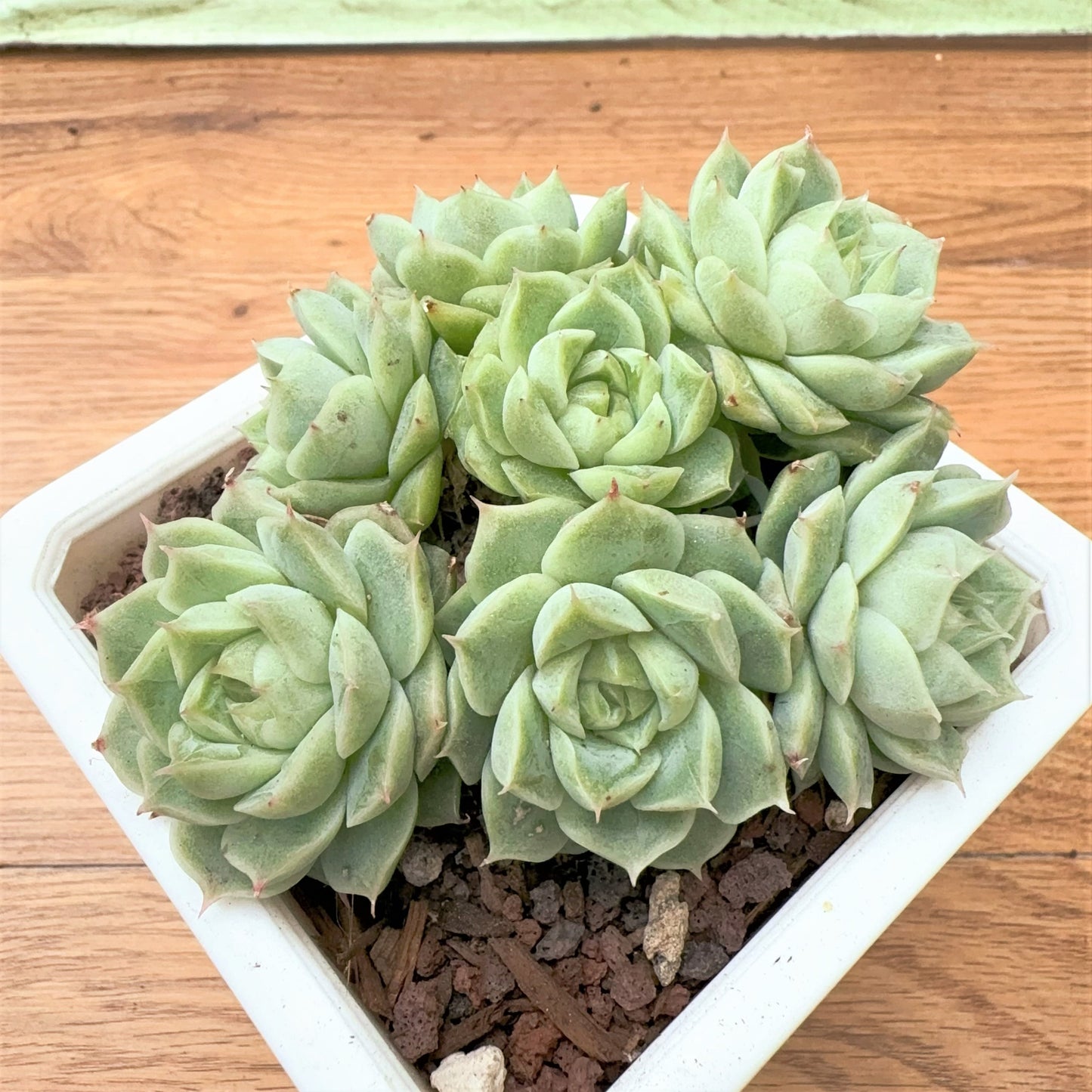 Echeveria Corolla Diamond Cluster