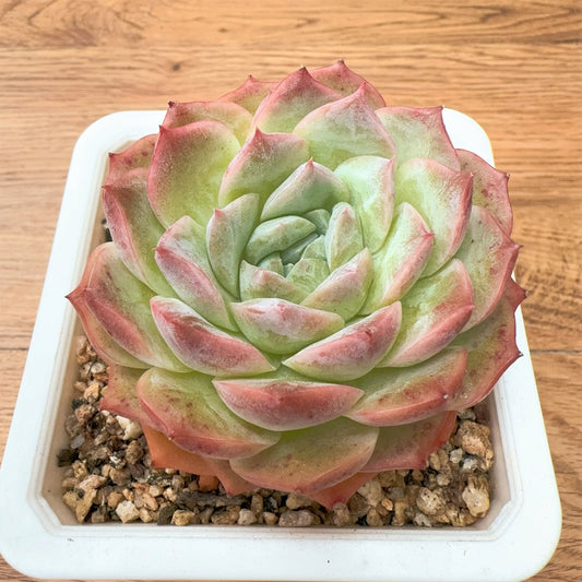 Echeveria Diamond Beauty Hybrid