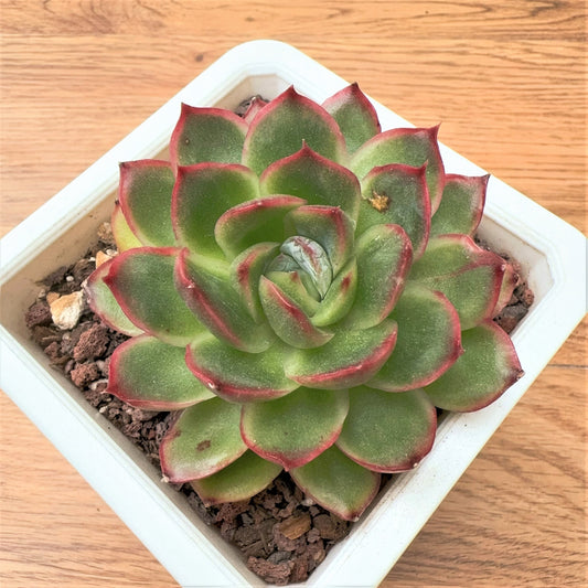 Echeveria forest Silhouette