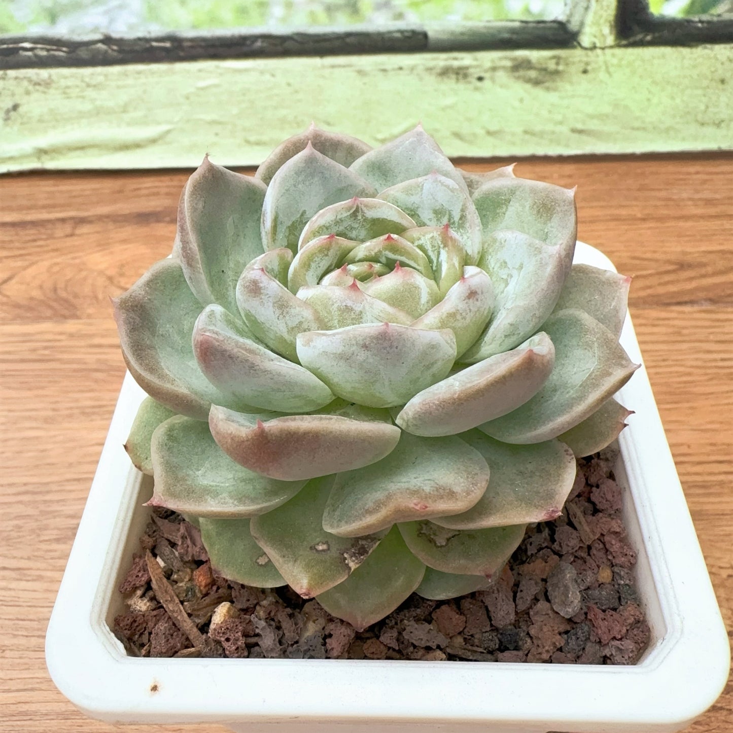 Echeveria Pachyphyllous Lilium