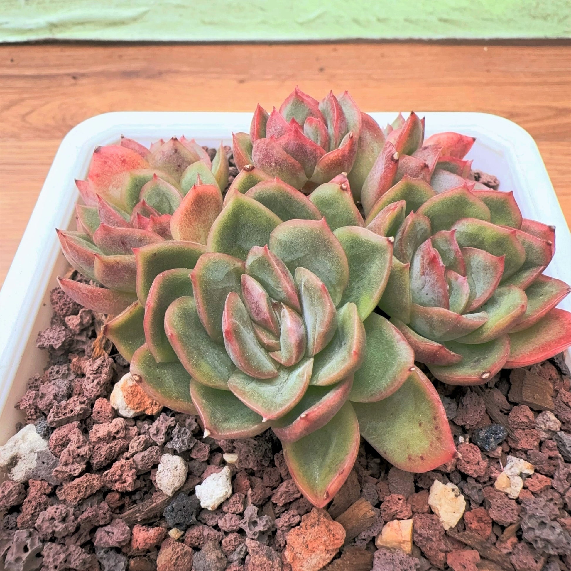 mini diamond succulent Echeveria Diamond Rose Cluster – Sunyui Succuland