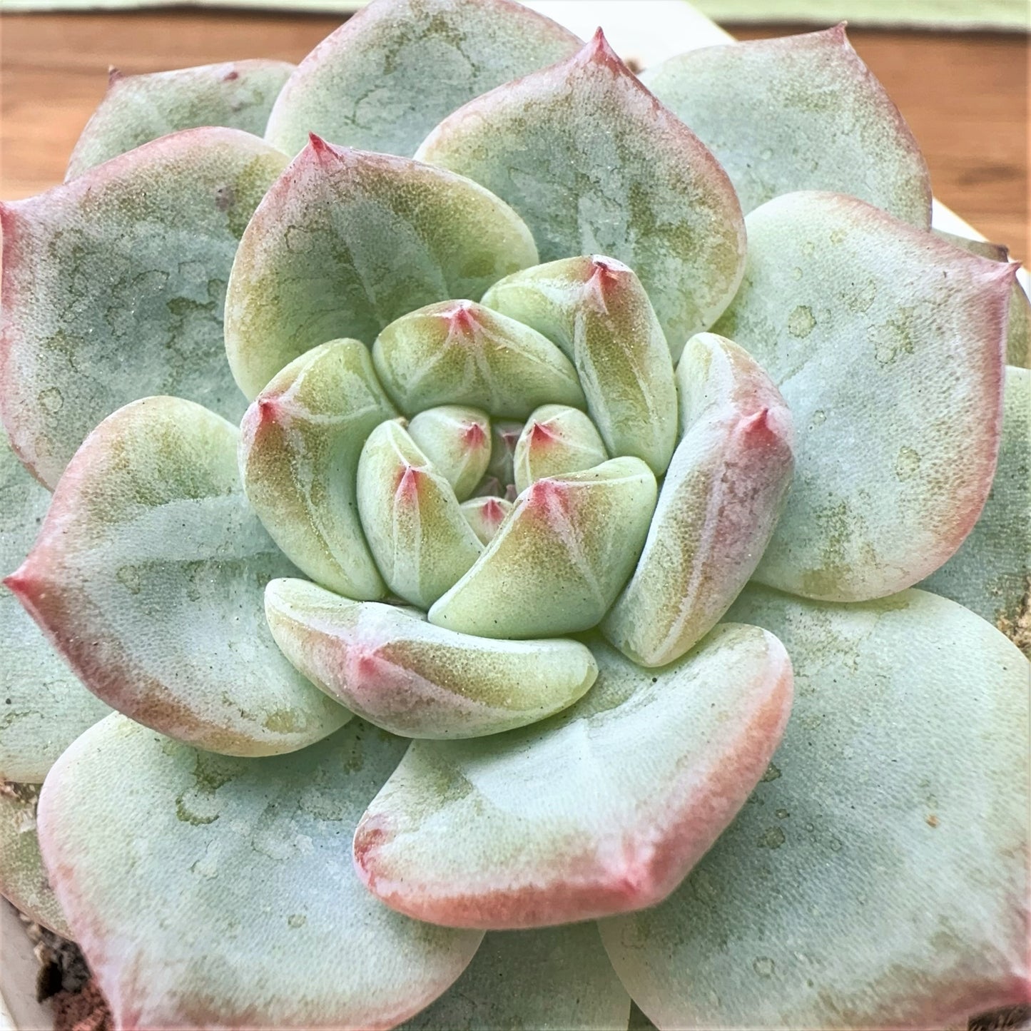 Echeveria  Diamond Jenny