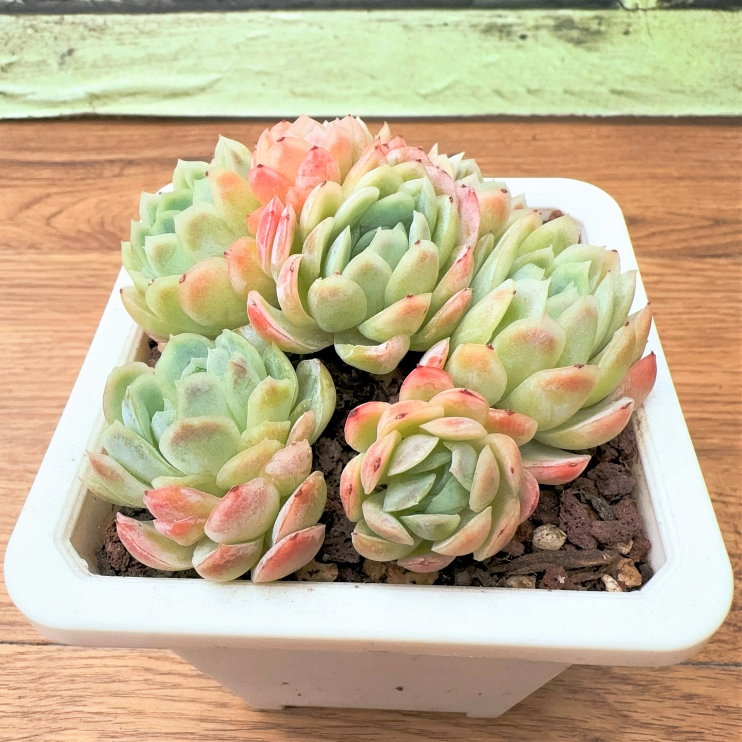 Echeveria Ice Berry