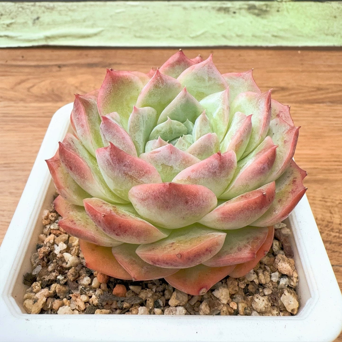 Echeveria Diamond Beauty Hybrid