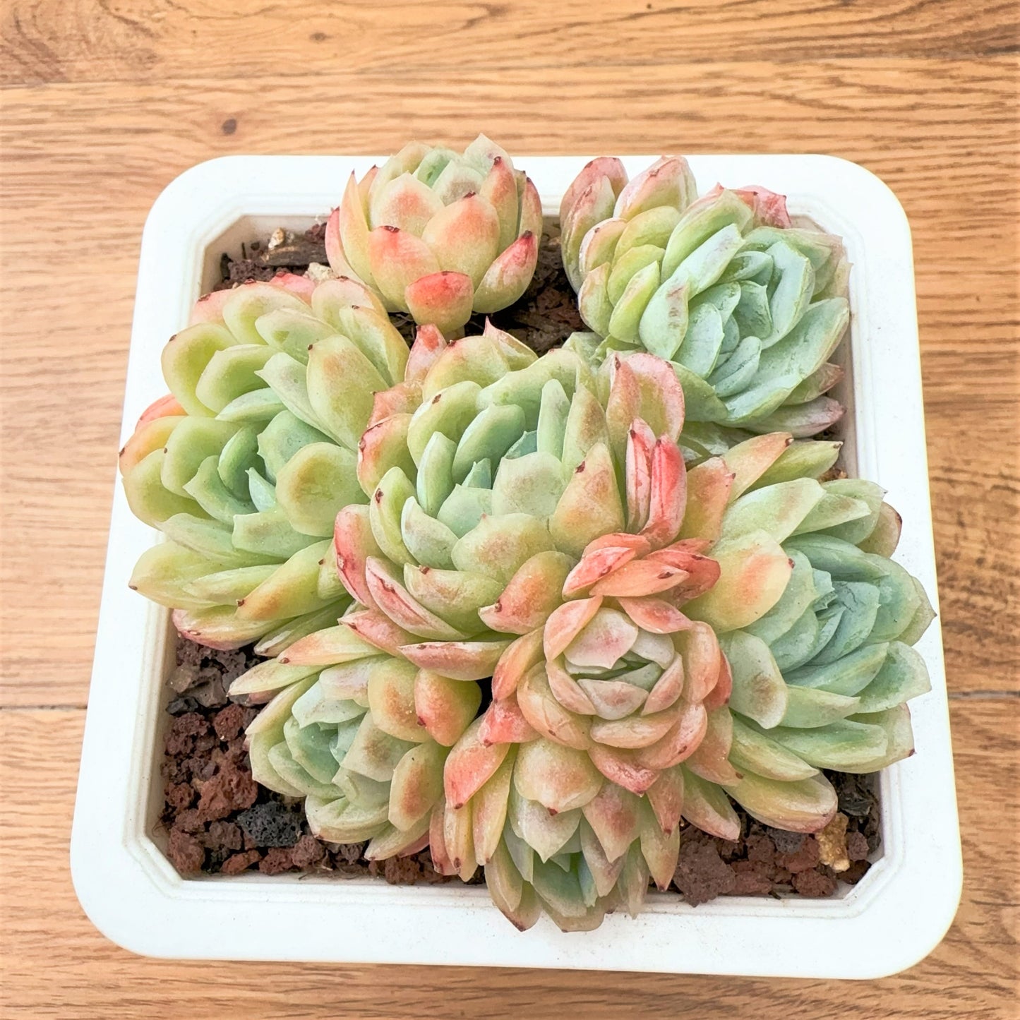 Echeveria Ice Berry