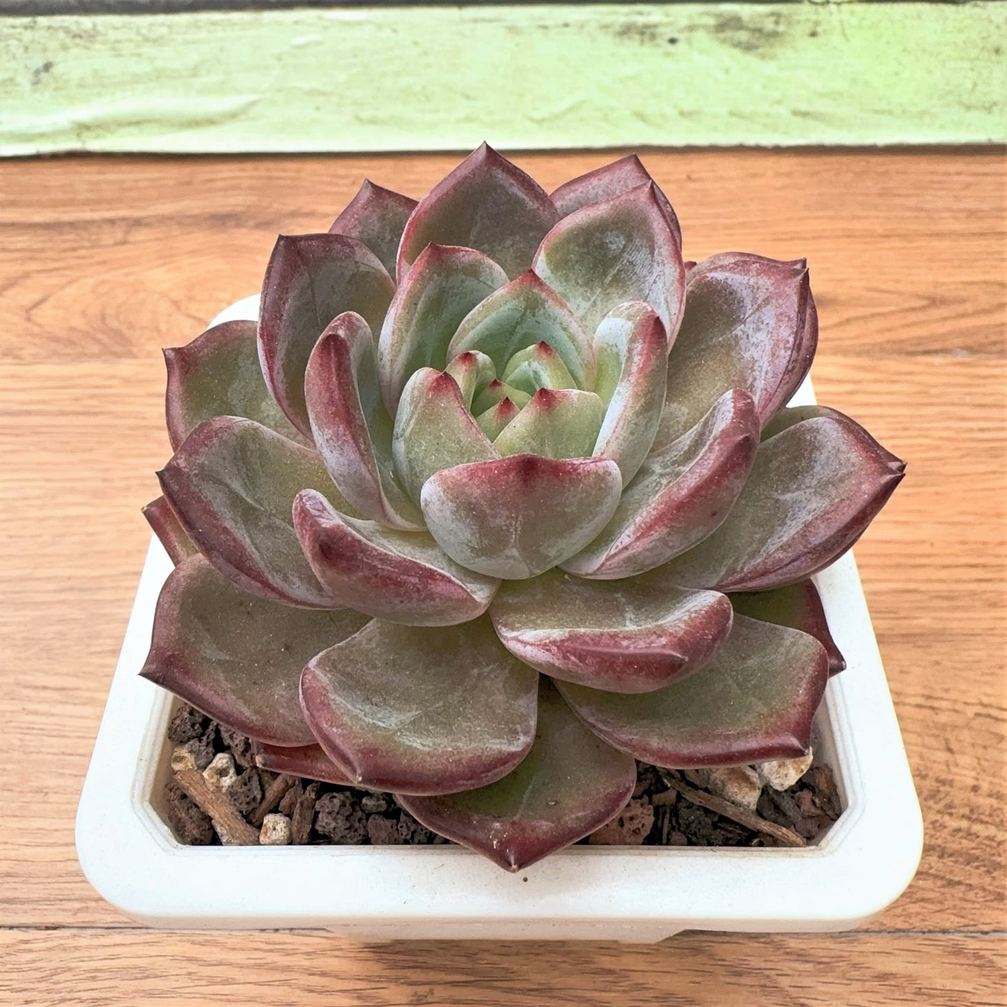 Echeveria Inseparable King bird