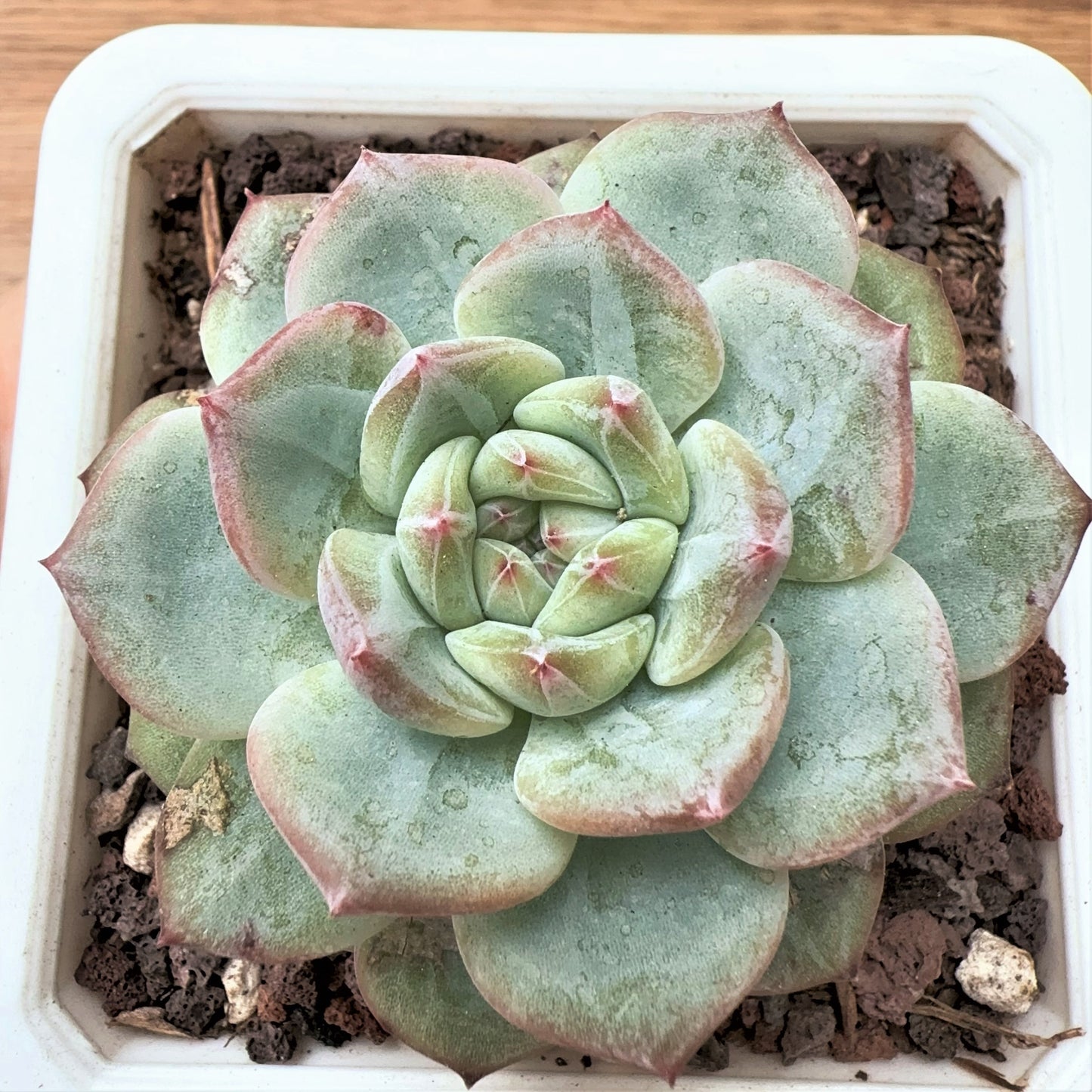 Echeveria  Diamond Jenny