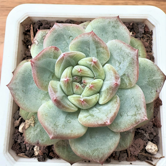 Echeveria  Diamond Jenny