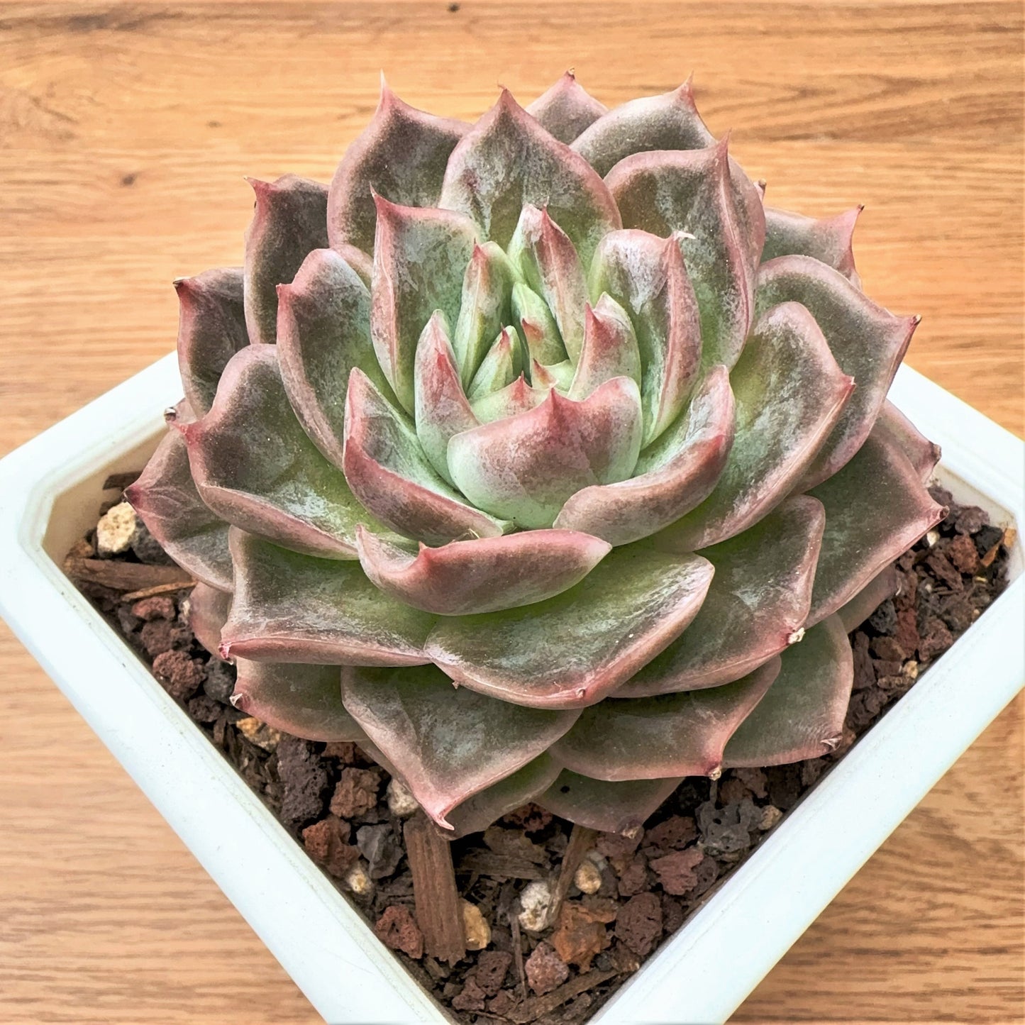 Echeveria Ice Edge Purple Star