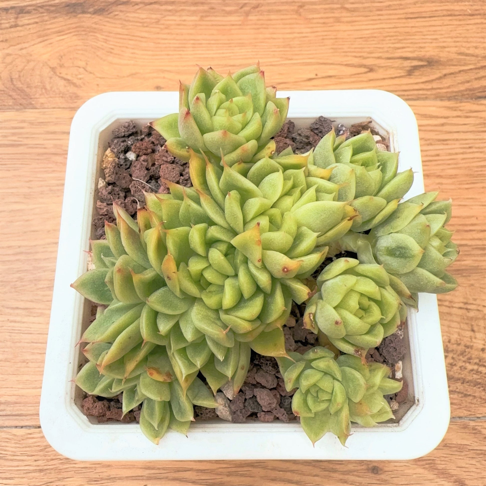 succulent plant eugenin Echeveria Malgan Jenny Cluster – Sunyui Succuland