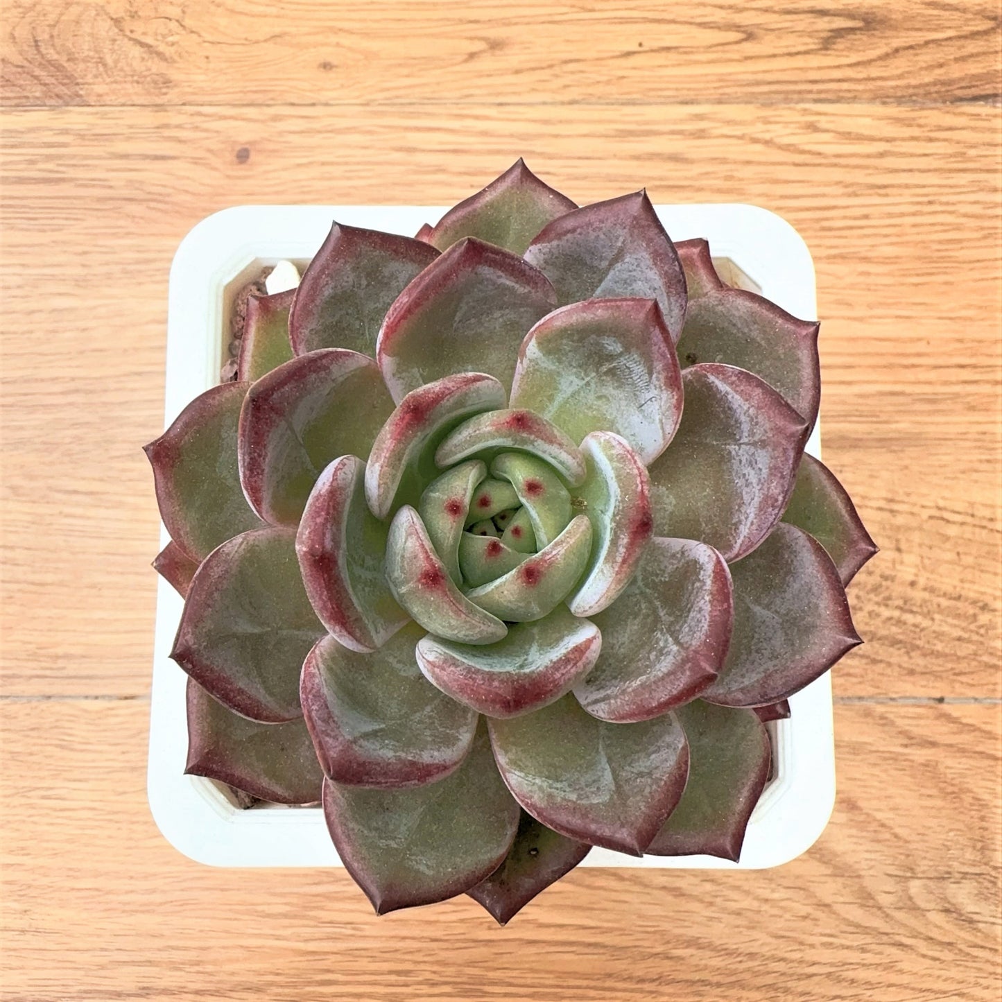 Echeveria Inseparable King bird