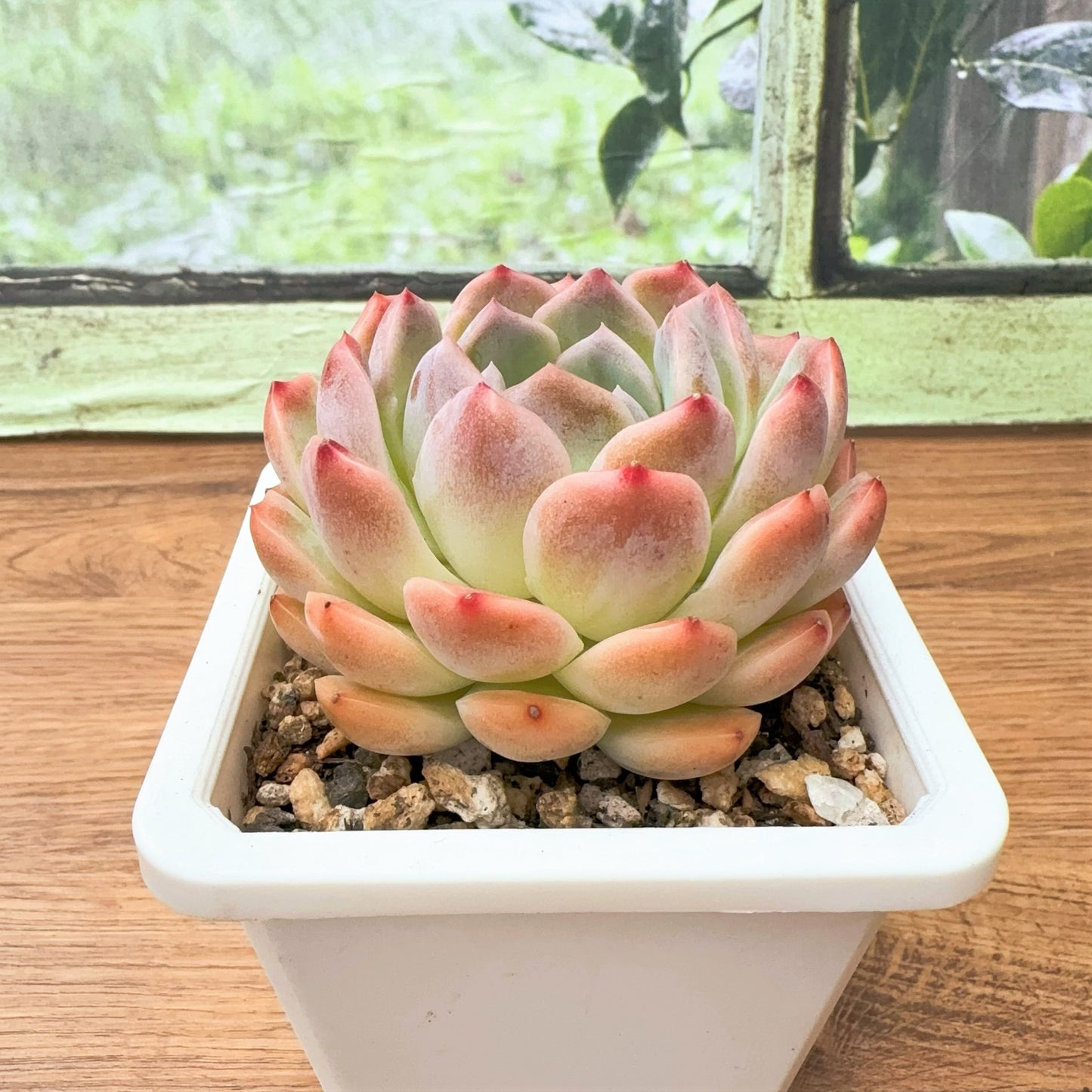 Echeveria Diamond Elegans