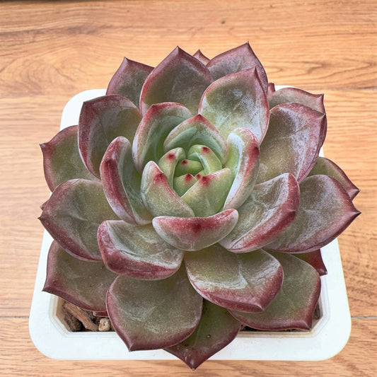 Echeveria Inseparable King bird