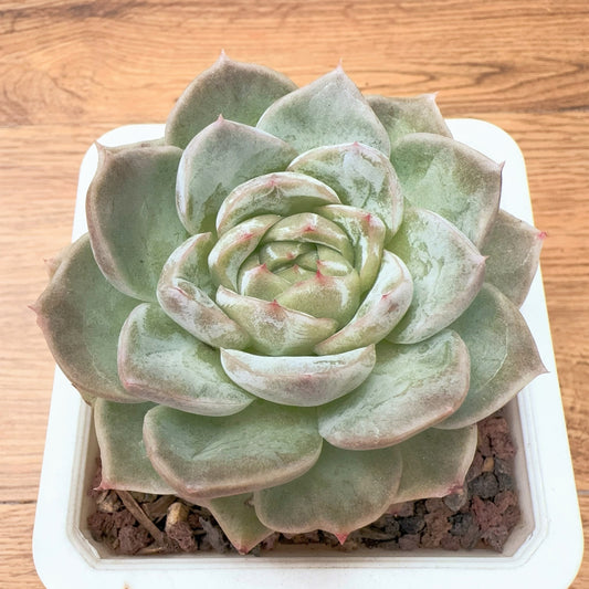 Echeveria Pachyphyllous Lilium