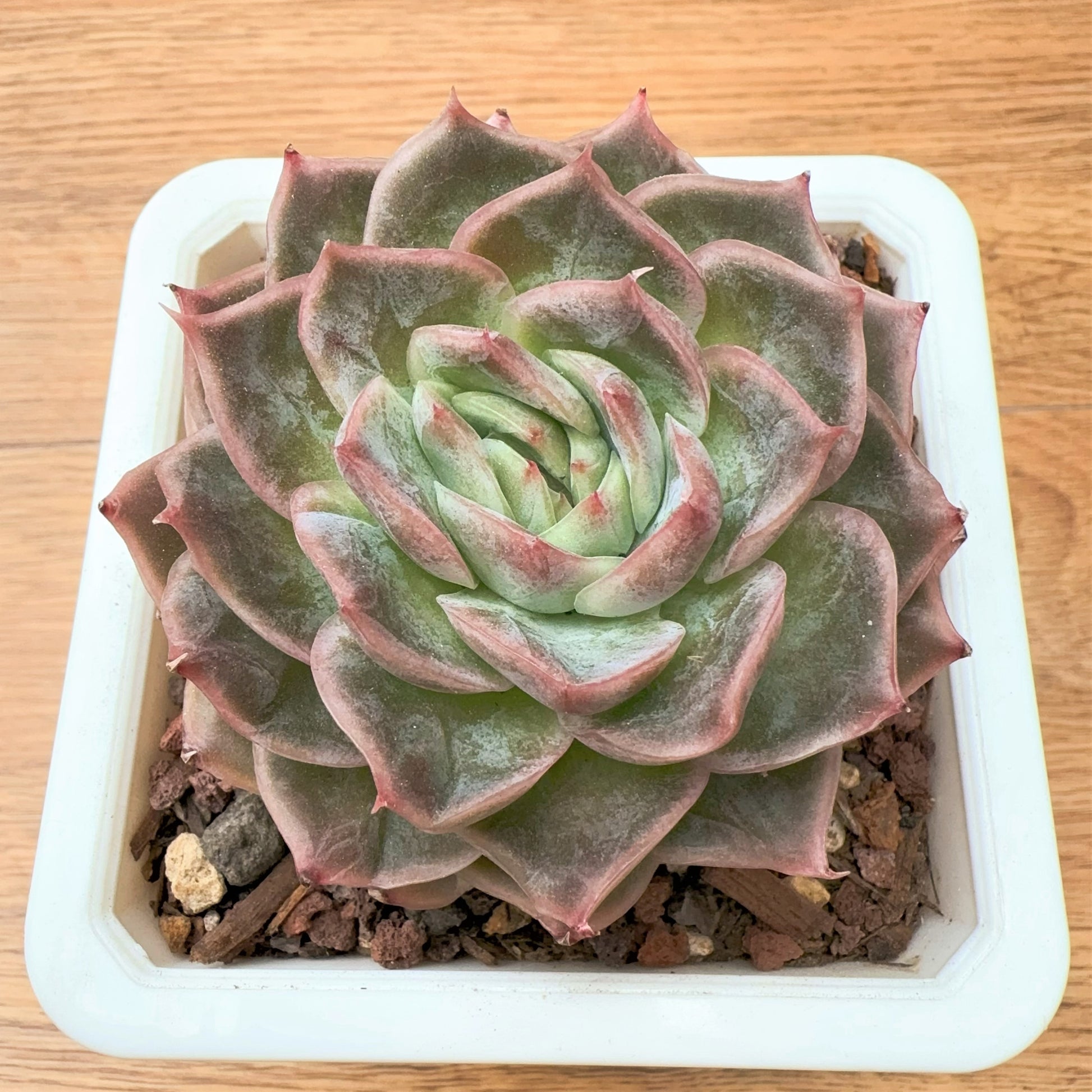 purple star succulent Echeveria Ice Edge Purple Star