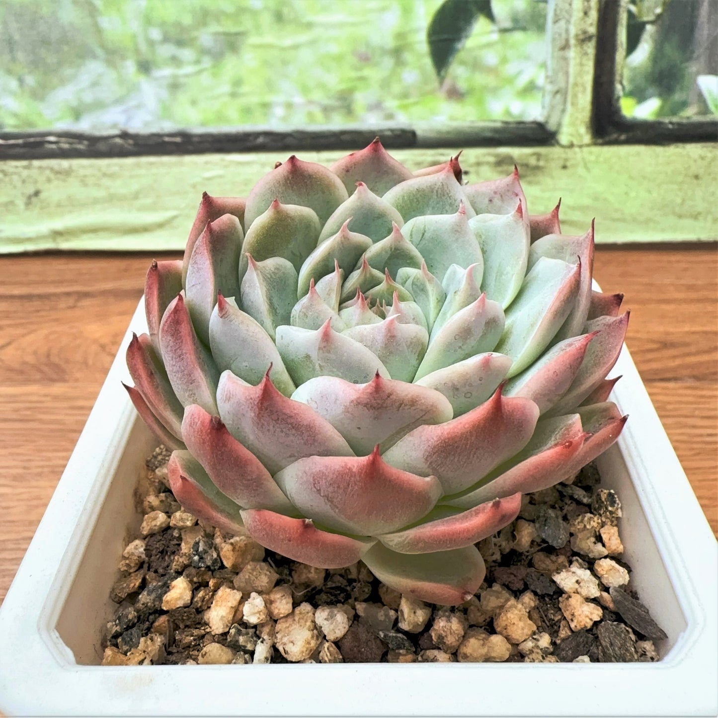 Echeveria  White Chihuahua