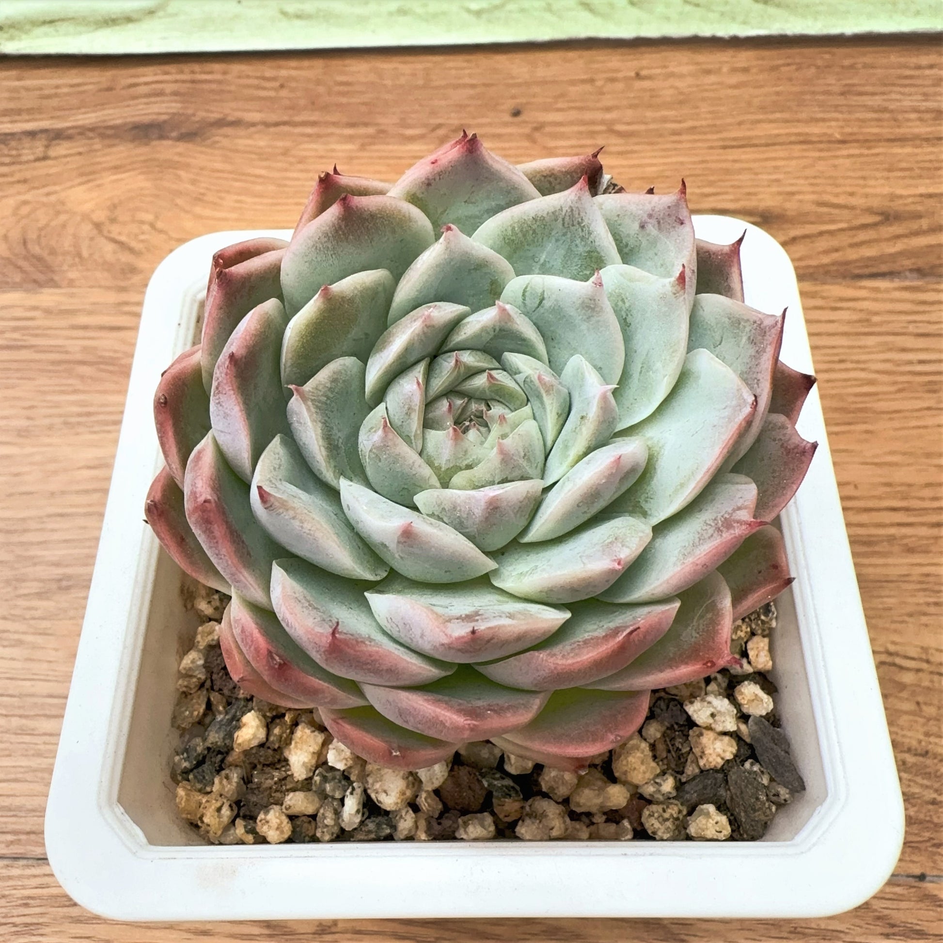 chihuahua flower succulent Echeveria White Chihuahua – Sunyui Succuland