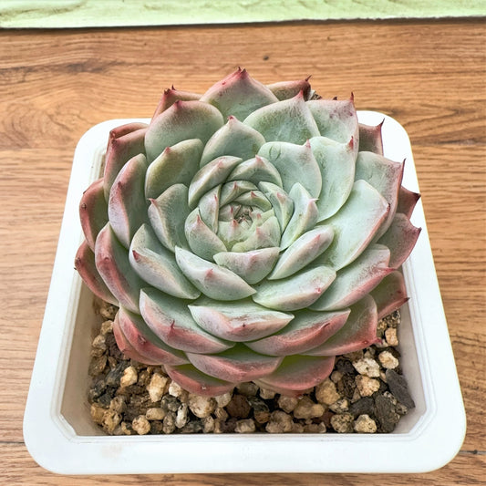 Echeveria  White Chihuahua