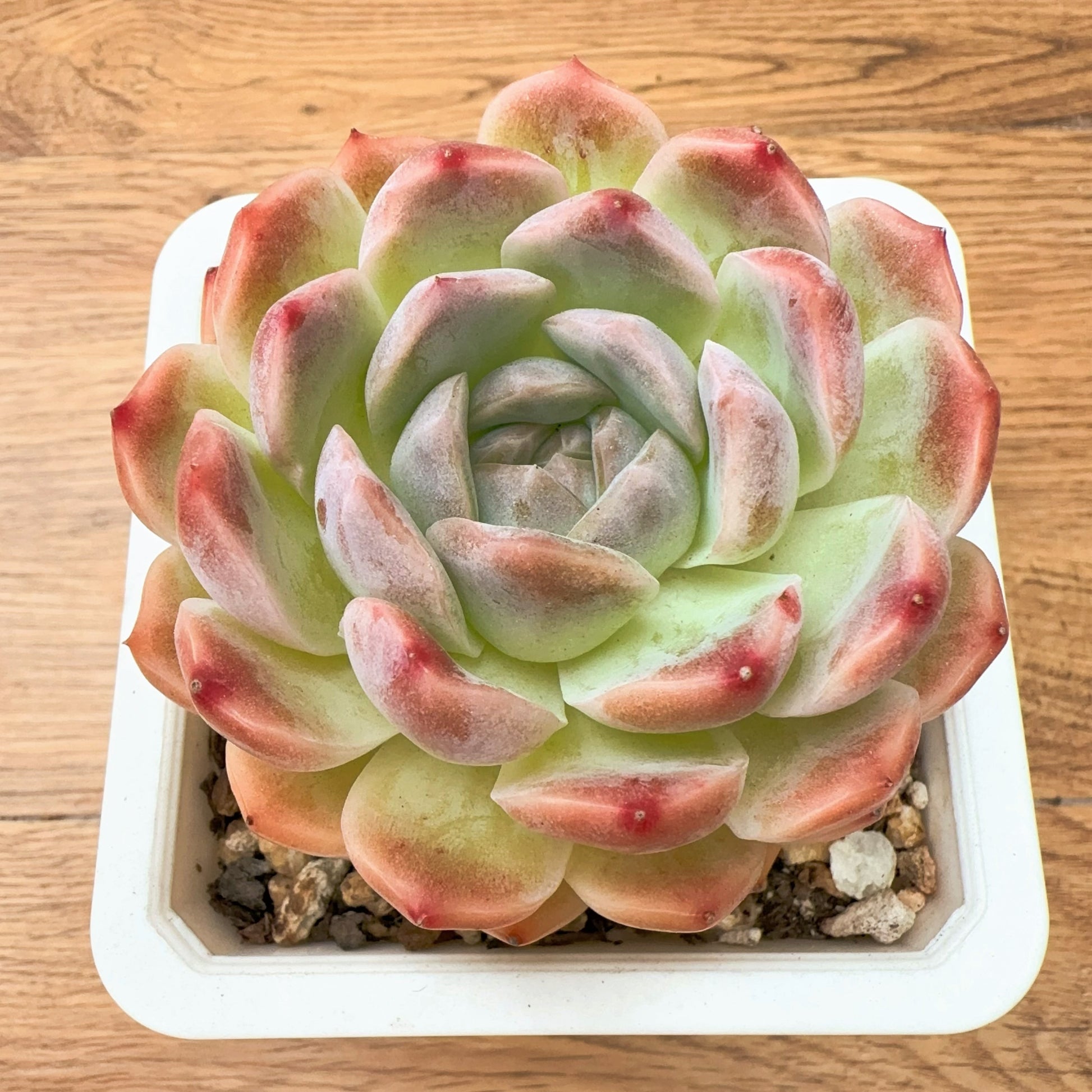 diamond succulent plants Echeveria Diamond Elegans – Sunyui Succuland