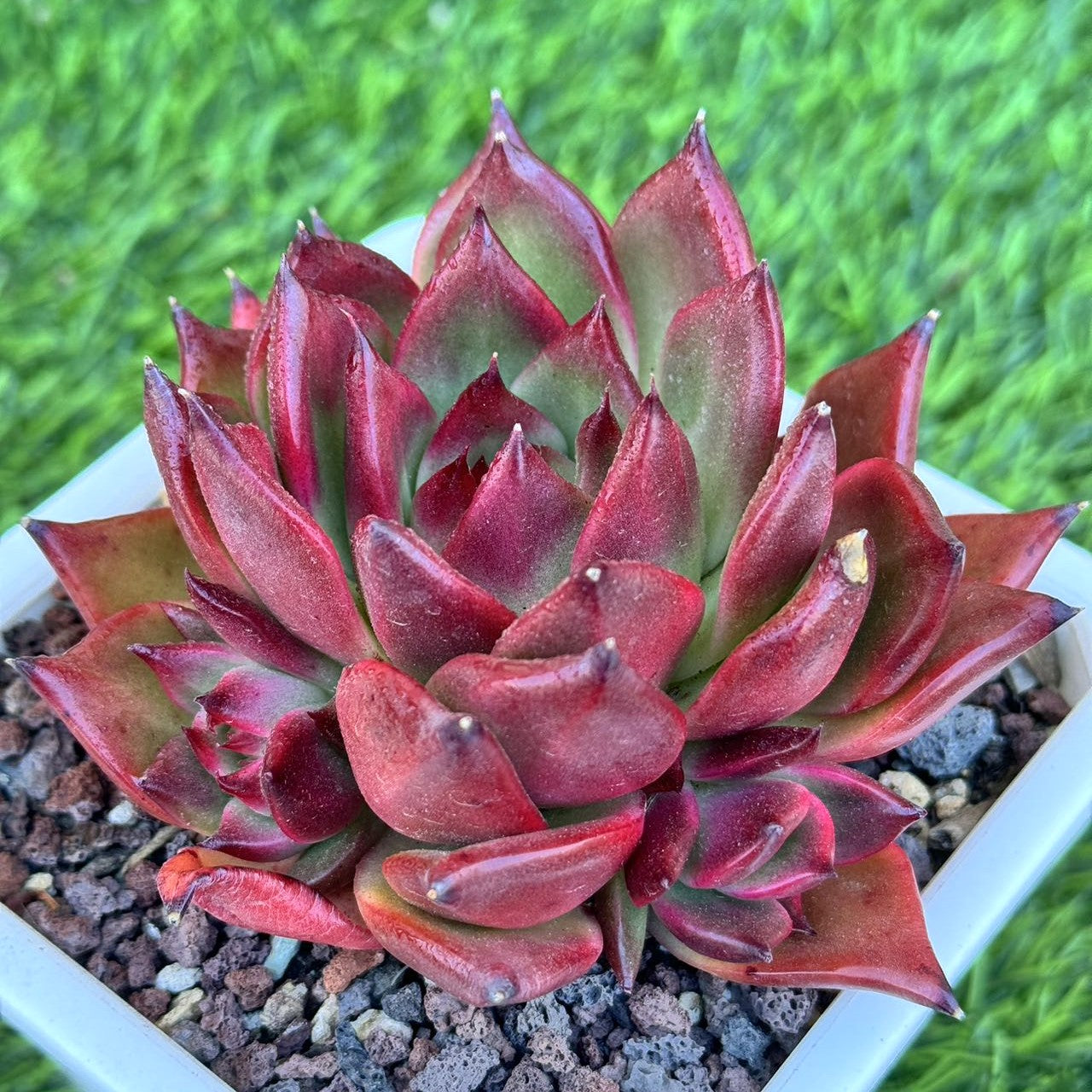 Echeveria Agavoides Red