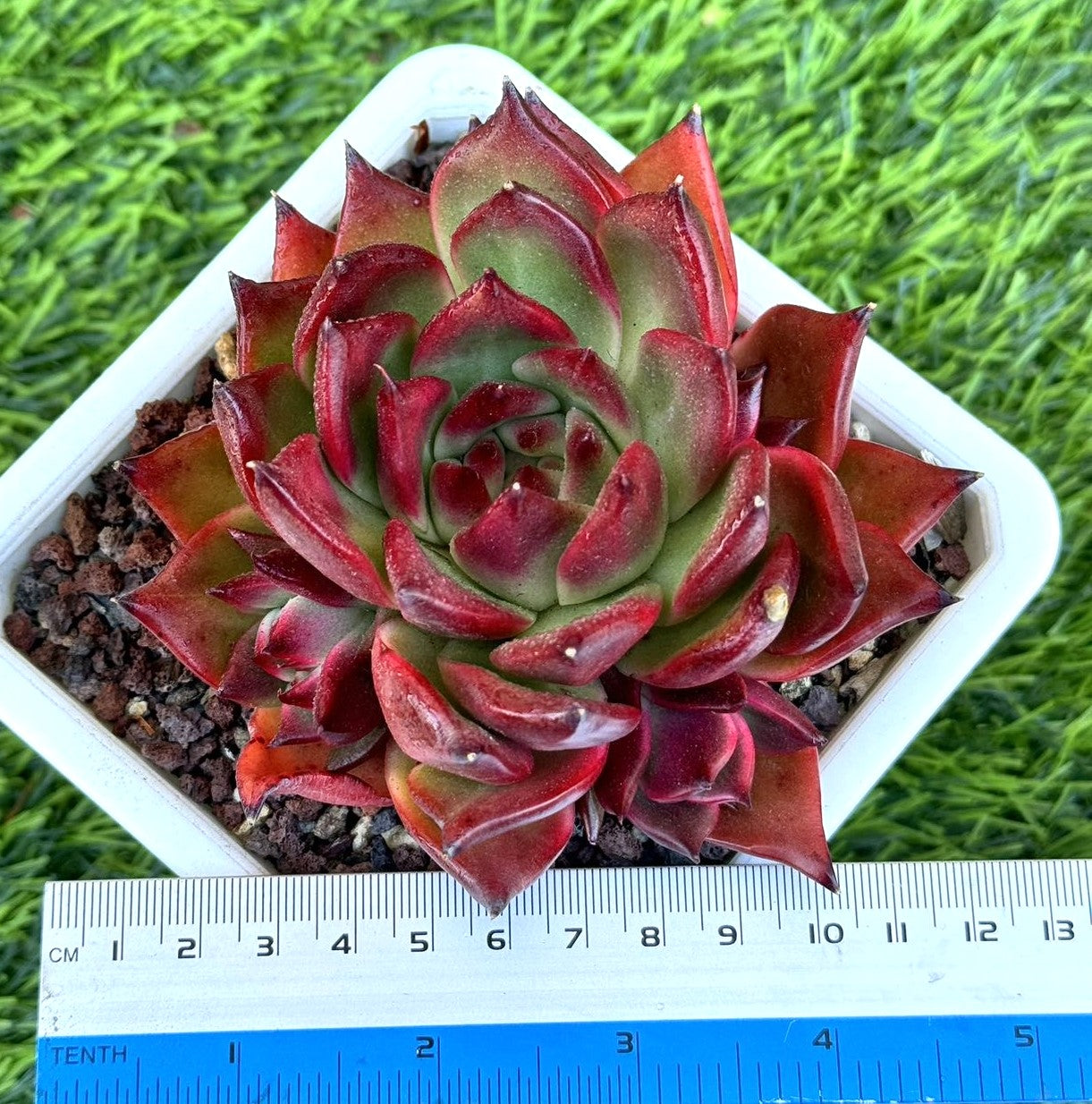 Echeveria Agavoides Red