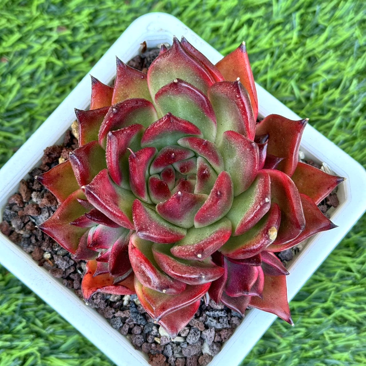 Echeveria Agavoides Red