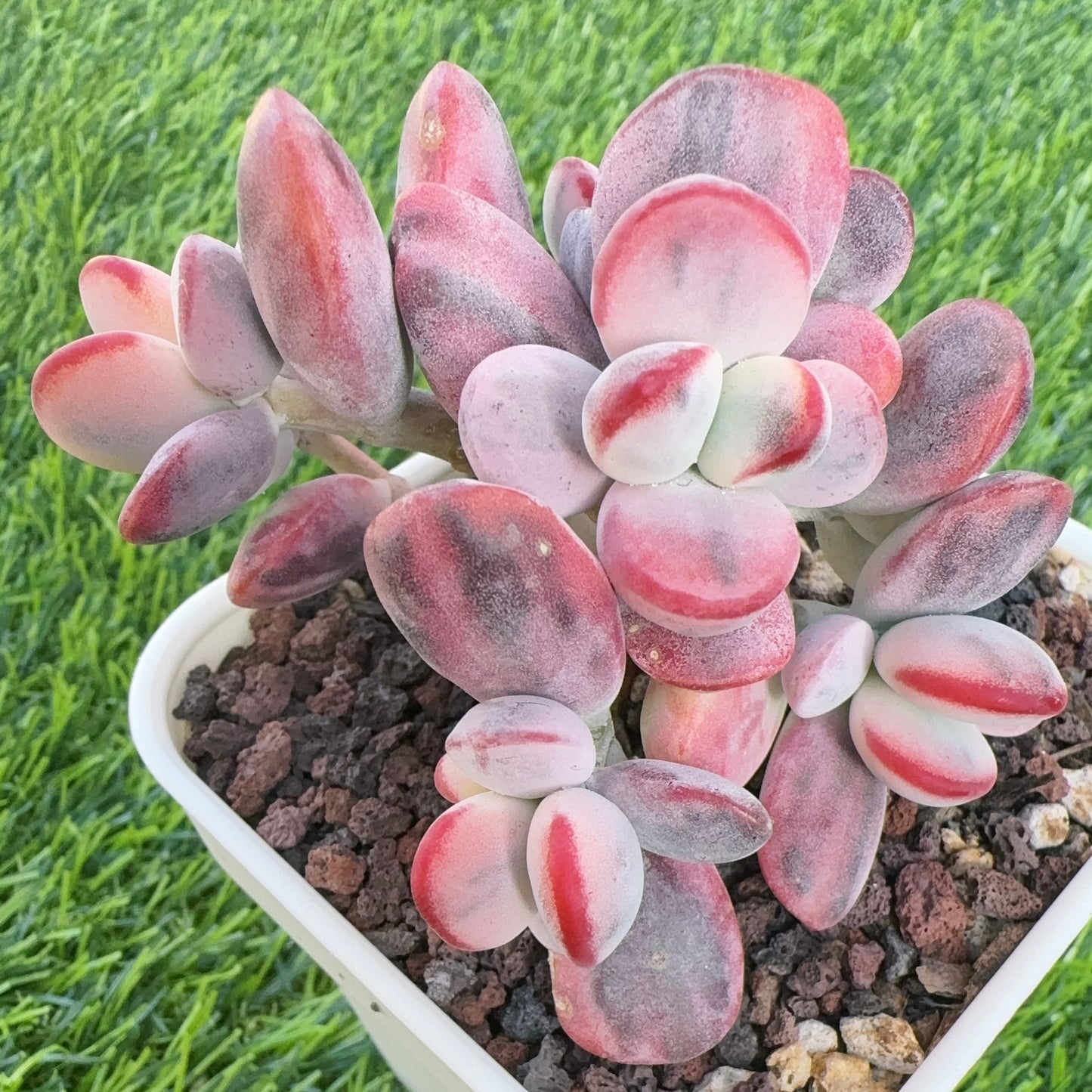 Cotyledon Orbiculata Variegated